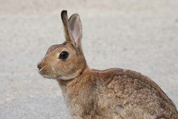 Polish breed rabbit 3/4 of body, white bokeh