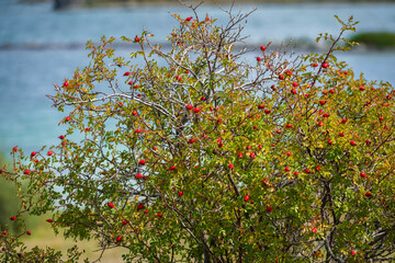 Dog Rose (Rosa canina) bush with ripe fruits on the coast lake Sevan