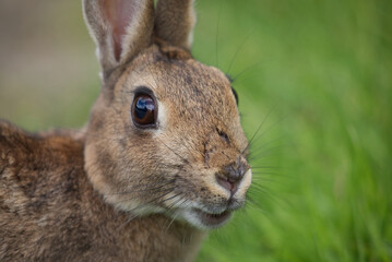 Polish breed rabbit profile close up head