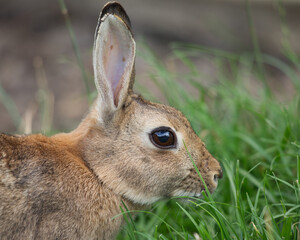 Polish breed rabbit profile close up head