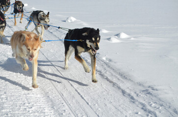 Sled Dog Harnessed and Running in the Snow