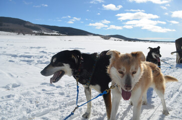 Pair of Sled Dogs Resting After Mushing