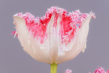 Close up of a pink, red, white fringed tulip flower on gray background 
