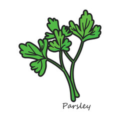 Obraz premium Parsley vector icon. Color vector icon isolated on white background parsley.