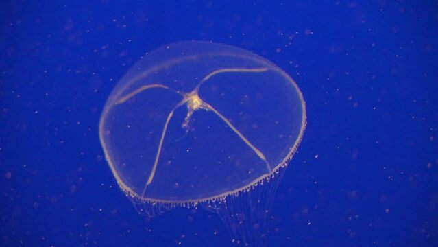 Crystal jelly Aequorea victoria a bioluminescent hydrozoan jellyfish, or hydromedusa, that is found off the west coast of North America Deep Blue Background