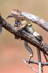 Eastern Collard Lizards in the Wild