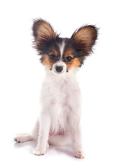 puppy papillon dog in studio