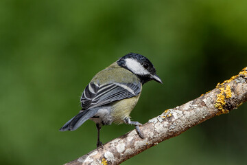Great tit (Parus major) perched on a branch with moss on green background