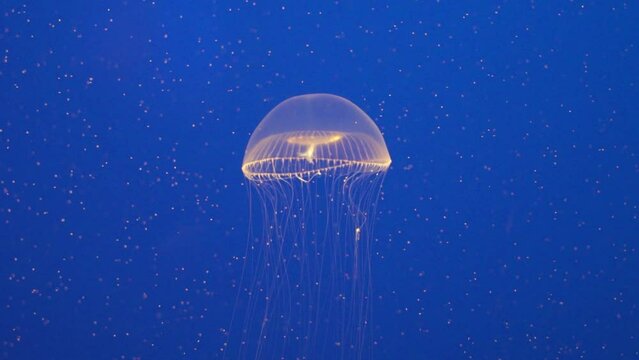 Crystal jelly Aequorea victoria a bioluminescent hydrozoan jellyfish, or hydromedusa, that is found off the west coast of North America Deep Blue Background