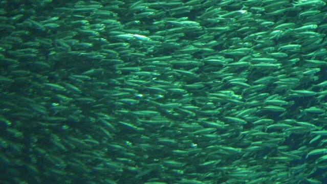 Million Swirling School of Fish in Deep Water Background Slow Motion