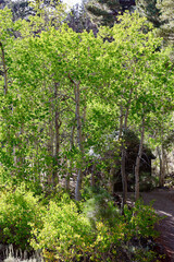 mountain cabin in the woods hidden in the aspen trees