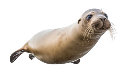 Naklejka premium sea lion isolated on transparent background cutout
