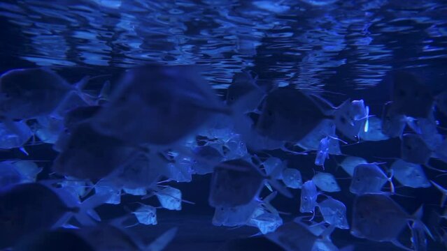 Lookdowns Fish Selene vomer School Mesmerizing Circles a species of game fish in the family Carangidae Deep Blue Background
