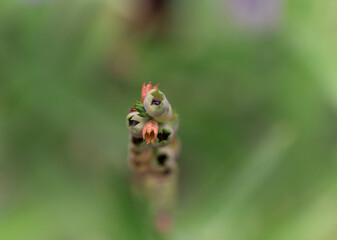 Close Up many small black seeds in the mature seed pods  with green leave nature background