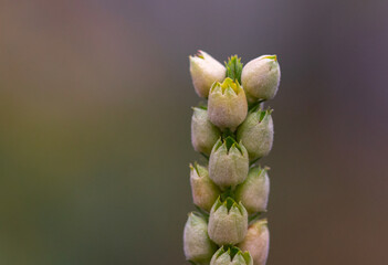 Close Up of many seed pods with green leave nature background