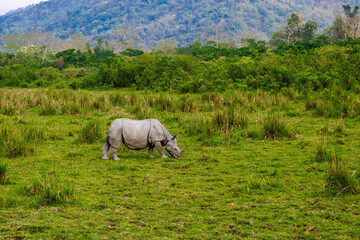 One horned Rhino and it's habitat.