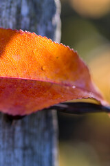 Macro of orange fall leaves on a sunny day. Close-up version of maple leaf in fall. Fallen leaf...