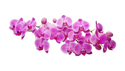 purple orchid flowers isolated on transparent background cutout