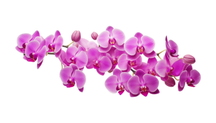 purple orchid flowers isolated on transparent background cutout