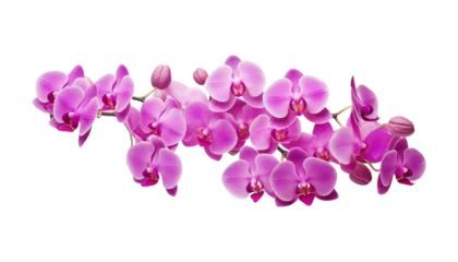 Foto auf Acrylglas purple orchid flowers isolated on transparent background cutout © Papugrat