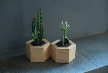 Cactus on wooden pot, used for modern home decoratuon plants, natural themed