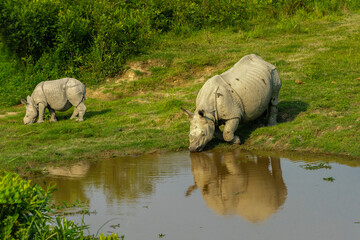 One horned Rhino and it's cub. 
