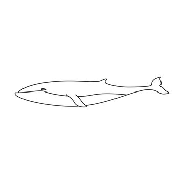 Whale finwal vector icon. Outline vector icon isolated on white background whale finwal .