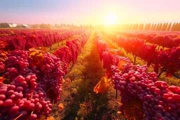 Gordijnen Beautiful landscape of grape field growing for wine. Evening sunset scenery with wineyard rows. AI Generative © Elena