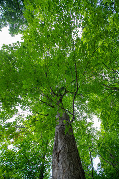 Landscape of lush green forest with sugar maple trees in summer. Quebec, Canada