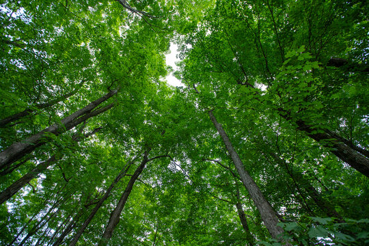 Landscape of lush green forest with sugar maple trees in summer. Quebec, Canada