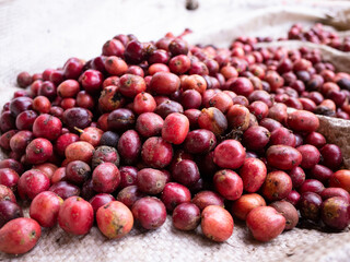 coffee cherry at coffee farm