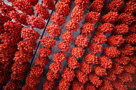 Piennolo del Vesuvius tomato variety of red and yellow tomato grown exclusively on the volcanic slopes of Vesuvius preserved in a cool environment