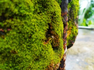 A close up of moss on a tree