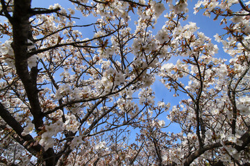 仁和寺の御室桜