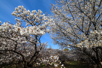 仁和寺の御室桜