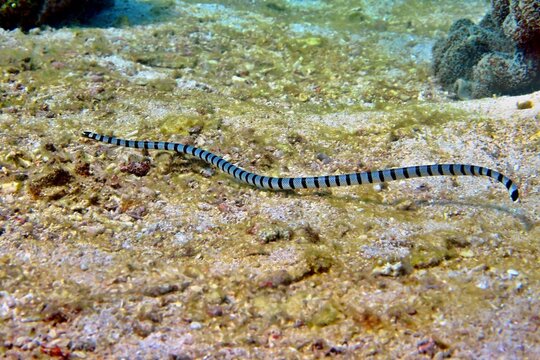 Venomous sea snake (Yellow lipped sea krait, Laticauda colubrina) swimming over the seabed. Tropical sea animal, scuba diving with the marine life. Poisonous sea snake underwater.
