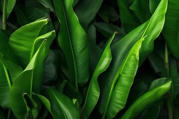 Green banana leaves background