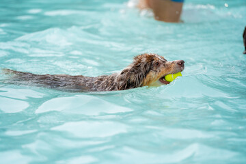 dog swimming in the pool