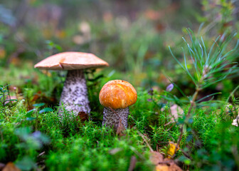 Low angle view of mushrooms growing on lush green moss in forest among ferns and tree trunks in autumn