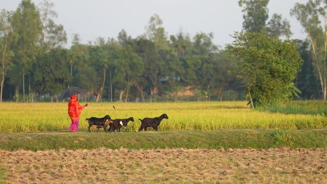 Villagers lead cattle, cows and goats to graze in the fields, showcasing the serene and traditional everyday life of rural communities amidst the tranquil countryside landscape
