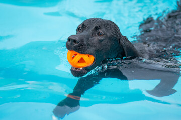 dog swimming in the pool