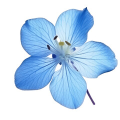 blue flower isolated on white background_ blue flower png image_ flower on transparent background