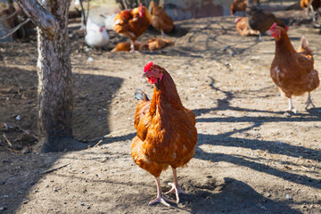 red domestic hen chicken looking at camera on yard