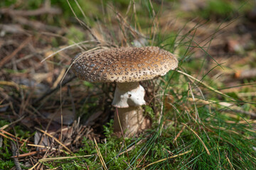  Royal fly agaric or king of Sweden Amanita, Amanita regalis in natural environment