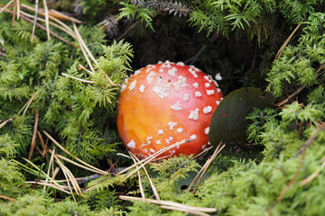 Red amanita, Fly Agaric in a natural environment