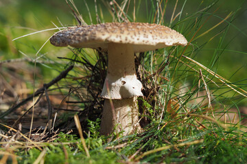  Royal fly agaric or king of Sweden Amanita, Amanita regalis in natural environment