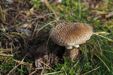  Royal fly agaric or king of Sweden Amanita, Amanita regalis in natural environment