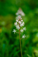 Tiarella ( lat. Tiarella ) is a genus of herbaceous plants of the Saxifragaceae family