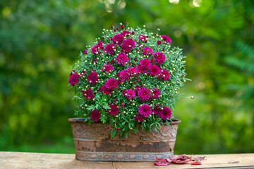 autumn flowers burgundy chrysanthemums in an old vintage pot in the garden.
