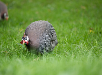 Cute black and white hen type bird on the grass